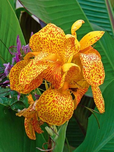 Dwarf canna plants - Etsy 日本