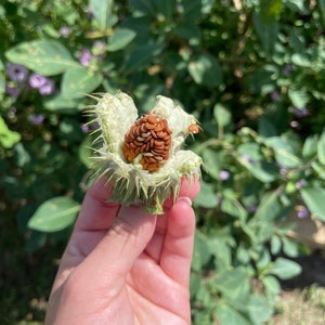 White Moon Flower Datura Metel SEEDS, Datura Inoxia, Night Blooming Plant, Trumpet Shrub, Bush. image 4