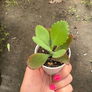 Mexikansk hatt Suckulent, Kalanchoe, Tusentals moder, Miljontals moder, Dräktig växt, Rotad, Full sol bild 3
