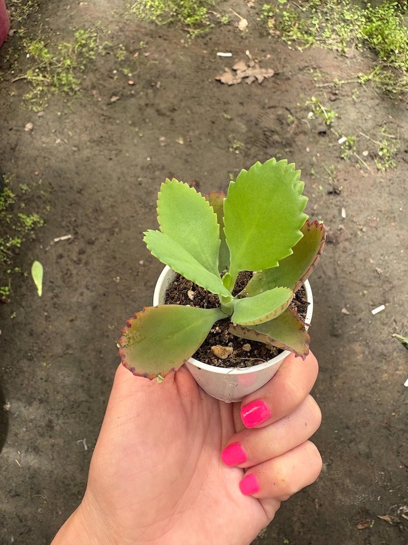 Mexikansk hatt Suckulent, Kalanchoe, Tusentals moder, Miljontals moder, Dräktig växt, Rotad, Full sol bild 3