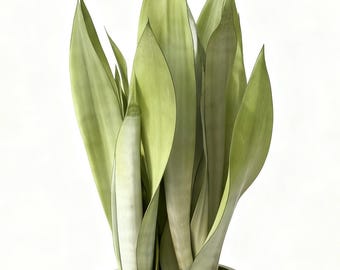 Sansevieria trifasciata 'Moonshine' Snake Plant Mother in Law’s Tongue Succulent