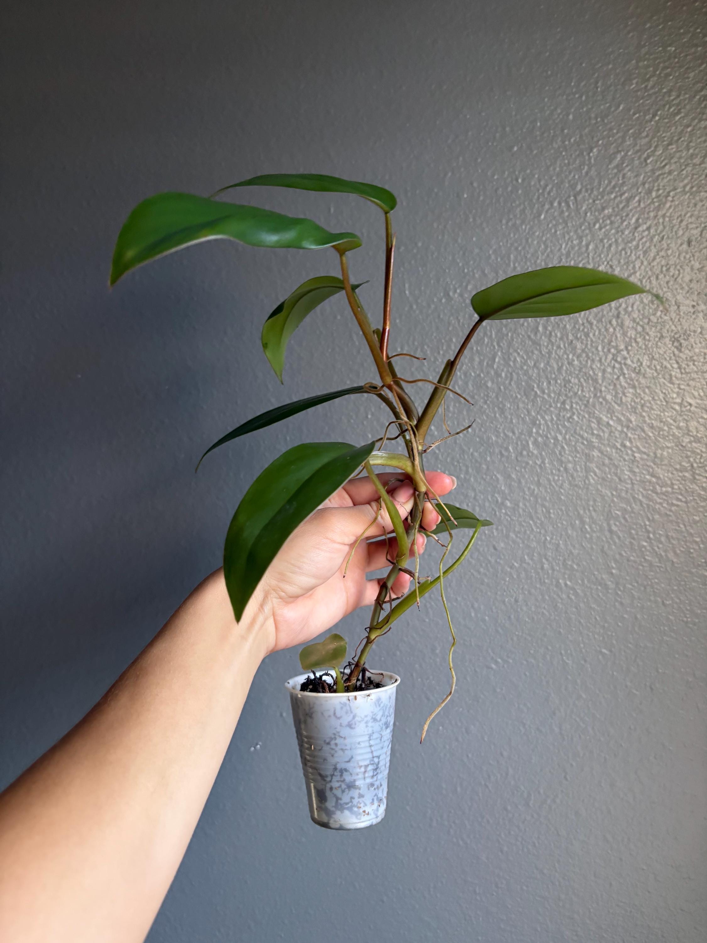 フィロデンドロン　レッドエメラルド？ フィロデンドロン レッドエメラルド】4.5号 - The Plant&Flower 植物と花