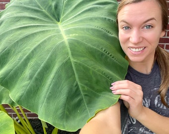 Jumbo Elephant Ear Bulb, Magnum, Super Mammoth, Giant Colocasia, Extra Large Leaf, Indoor/Outdoor Tropical Plant