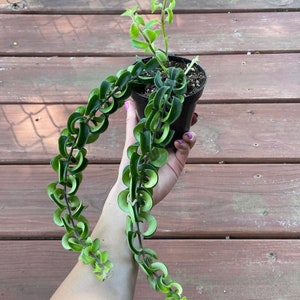 Twisted Curly Lipstick Plant Aeschynanthus 'Rasta', Live Succulent, House Plant 4” pot