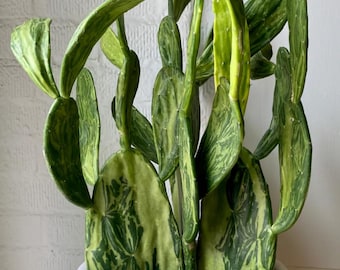 Opuntia cochenillifera 'Sunburst' bunter Feigenkaktus, gelb