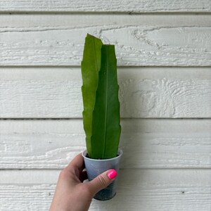 May include: A green plant cutting in a small, clear plastic cup. The plant has a long, flat leaf. The cup is held against a white, horizontal-planked background. The person holding the cup has pink nail polish.