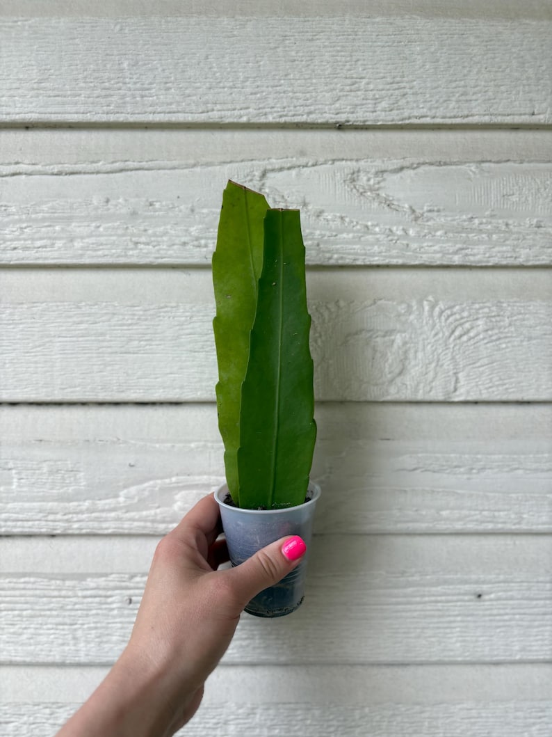May include: A green plant cutting in a small, clear plastic cup. The plant has a long, flat leaf. The cup is held against a white, horizontal-planked background. The person holding the cup has pink nail polish.