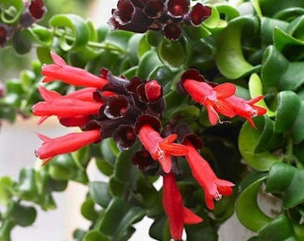 Planta de lápiz labial rizado retorcido Aeschynanthus 'Rasta', suculenta viva, planta de interior