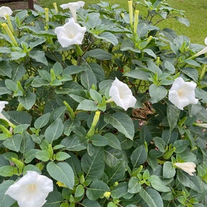 White Moon Flower Datura Metel SEEDS, Datura Inoxia, Night Blooming Plant, Trumpet Shrub, Bush. image 2