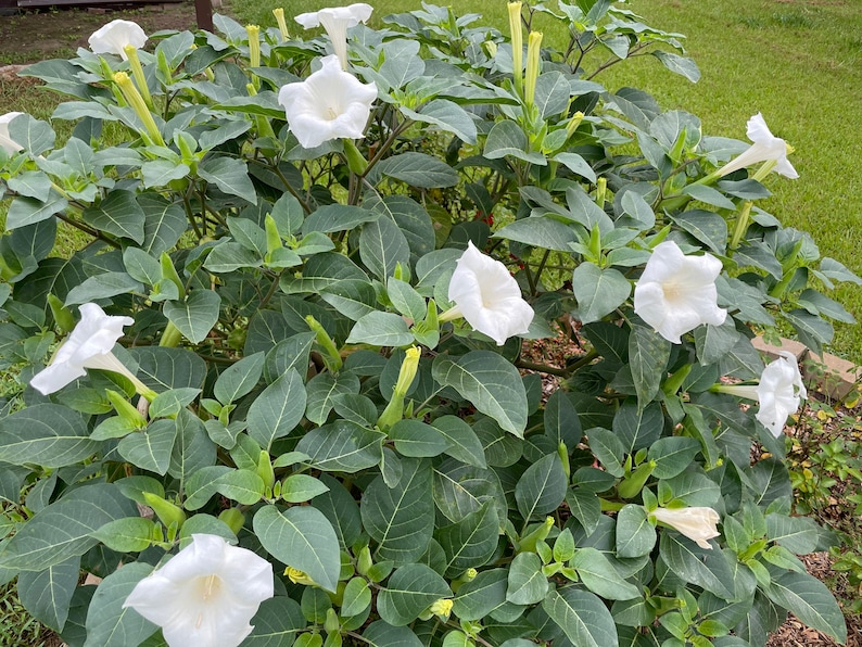 White Moon Flower Datura Metel SEEDS, Datura Inoxia, Night Blooming Plant, Trumpet Shrub, Bush. image 2