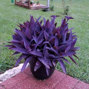 Purpurowe serce, Tradescantia pallida, Żyd wędrujący, Pająk