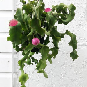 Orchid Cactus Curly Sue Epiphyllum Guatemalense Monstrose Rooted Starter Plant Curly Locks