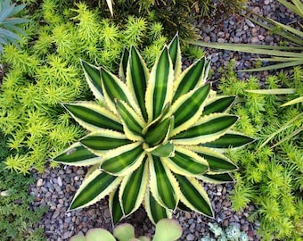 Agave lophantha ‘Quadricolor’ (Quadricolor Century Plant), Succulent/Cactus, Rooted