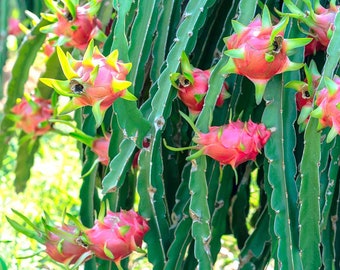 Drachenfruchtpflanze / Kaktus, LIVE-Stecking, nicht verwurzelt, Hylocereus Undatus, Pitaya, Pitahaya, Erdbeerbirne