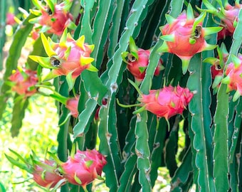 Drakfruktväxt/kaktus, Hylocereus Undatus, Pitaya, Pitahaya, Jordgubbspäron