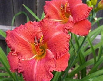 Desert Flame Daylily, Hemerocallis, Bright Orange Melon Reblooming Perennial Bulbous Multiplying Flower