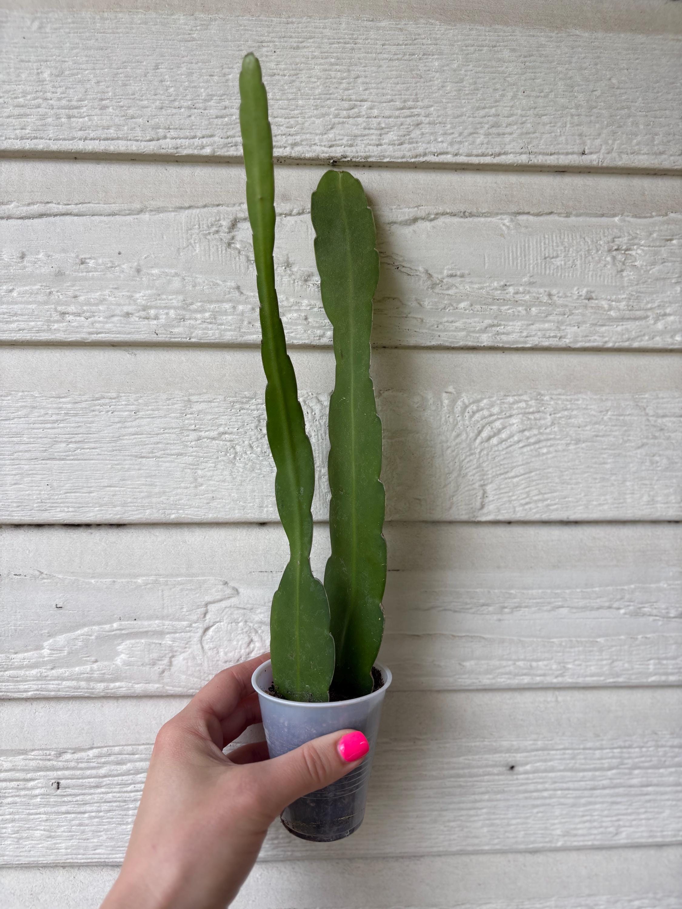 Knigin des Nachtkaktus, Verwurzelter Epiphyllum Oxypetalum Cereus,  Nachtblhender Sukkulente - Etsy sterreich