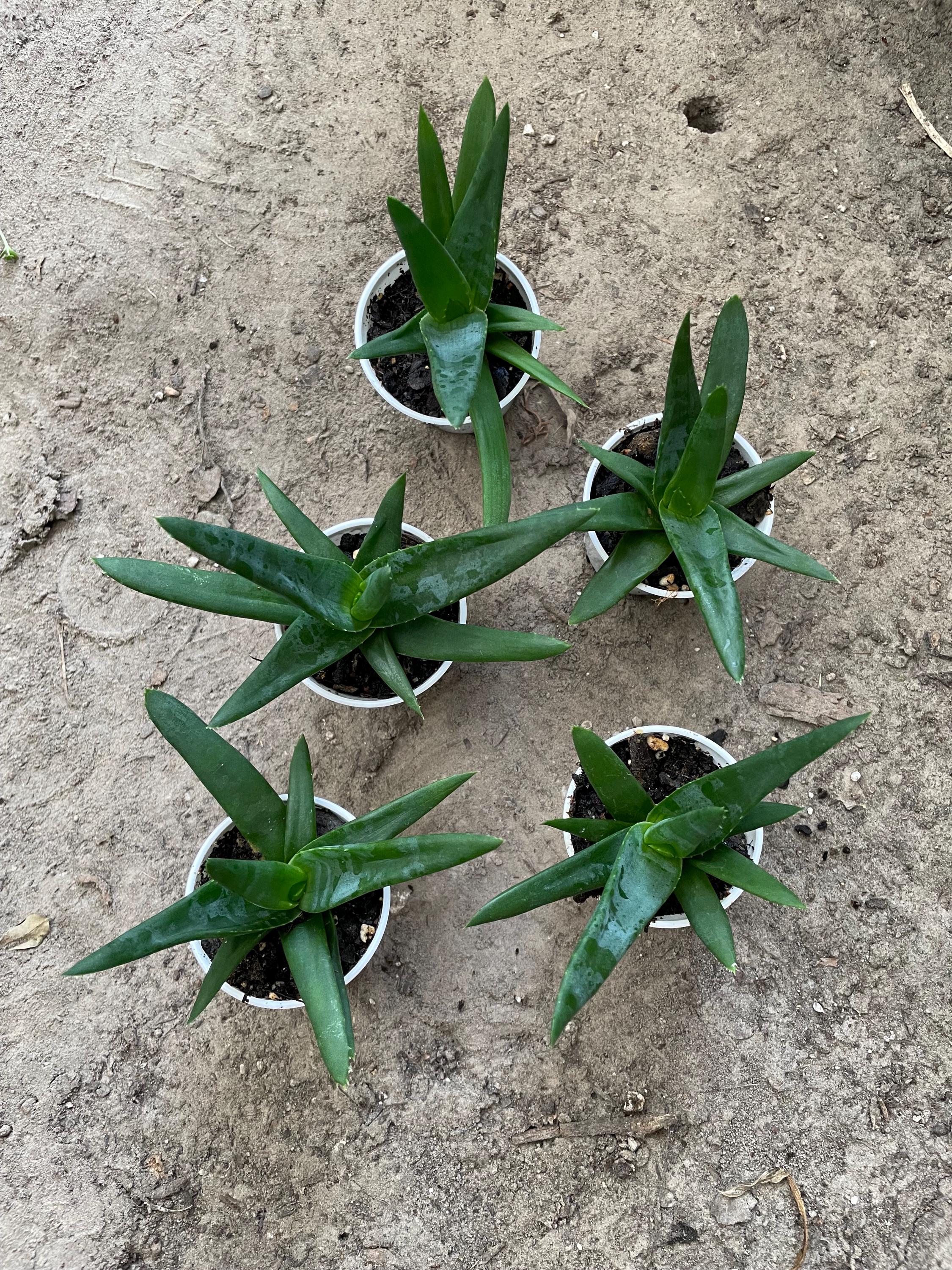 生きた根付いたアロエ「ブラックジェム」、アルワーシア、アロエベラ