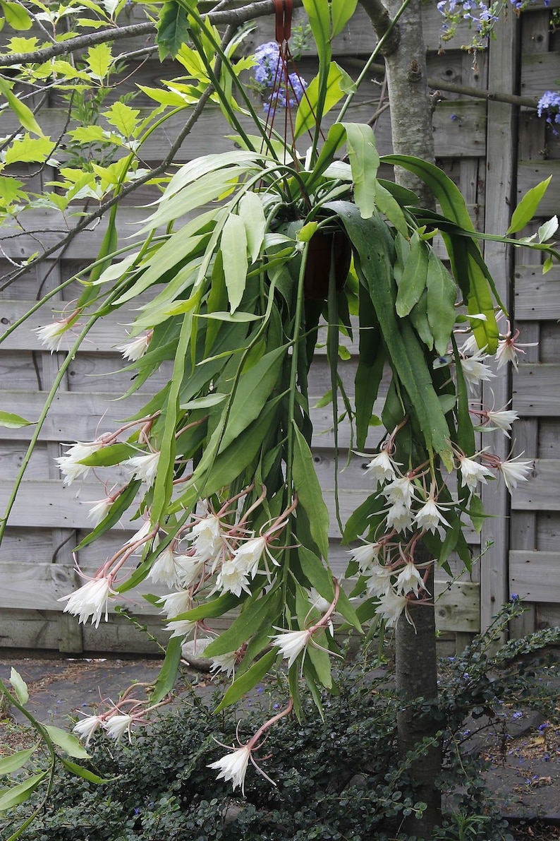 Queen of the Night Cactus, Rooted Epiphyllum Oxypetalum Cereus, Night Blooming Succulent image 1