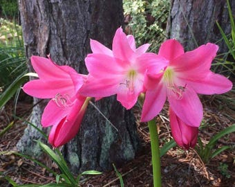 Lirio Crinum rosa oscuro Ellen Bosanquet Planta de bulbo perenne XL Flor