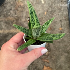 Gasteria ‘Little Warty’, Succulent, Aloe Vera, Live Rooted Starter Plants, Ox Tongue