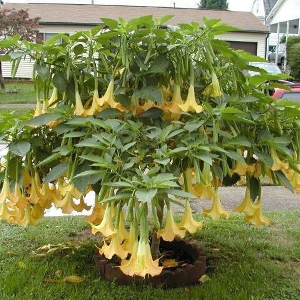 Yellow Angel Trumpet Live Rooted Plant, Brugmansia