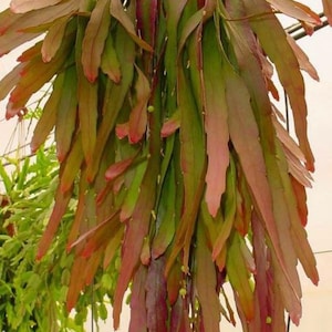 Pseudorhipsalis Ramulosa Rhipsalis Red Mistletoe Cactus Kimnachia Red Coral Red Dragon Epiphytic Cactus