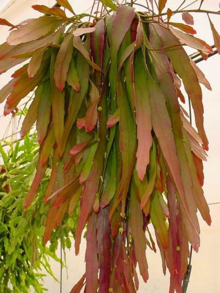 【専用】リプサリス✳︎さま Rhipsalis] 6 varieties: A recommended houseplant that even