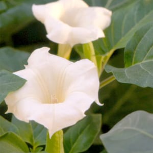 White Moon Flower Datura Metel SEEDS, Datura Inoxia, Night Blooming Plant, Trumpet Shrub, Bush. image 3