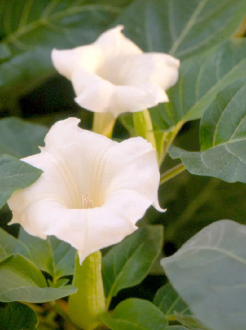 White Moon Flower Datura Metel SEEDS, Datura Inoxia, Night Blooming Plant, Trumpet Shrub, Bush. image 3