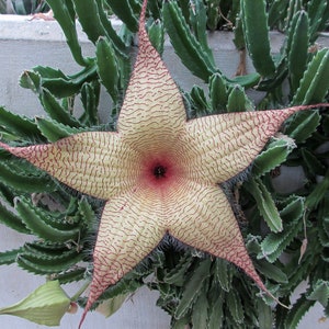 Yellow Starfish Cactus (Stapelia Gigantea) Rooted & Non-Rooted Cuttings, Live Plant, Rare Succulent
