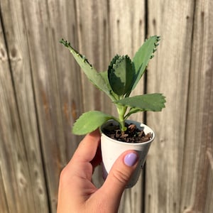 Mexikansk hatt Suckulent, Kalanchoe, Tusentals moder, Miljontals moder, Dräktig växt, Rotad, Full sol medium