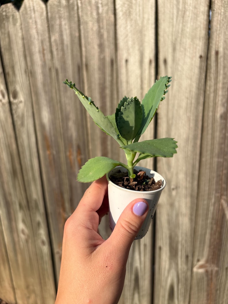 Mexikansk hatt Suckulent, Kalanchoe, Tusentals moder, Miljontals moder, Dräktig växt, Rotad, Full sol medium
