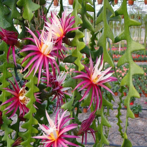 Fishbone Kaktus, Zick-Zack-Kaktus, Epiphyllum, Disocactus Anguliger,  Zackenlitze Sukkulente, Ric Rac Kaktus - Etsy.de