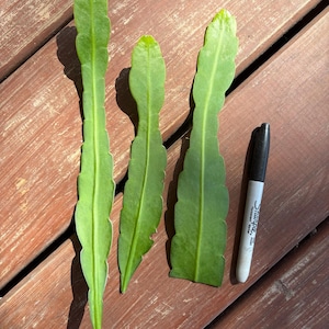 May include: Three green, elongated plant leaves with scalloped edges are displayed next to a black and silver Sharpie marker. The leaves are a vibrant green color and appear to be freshly cut. The background is a wooden surface.