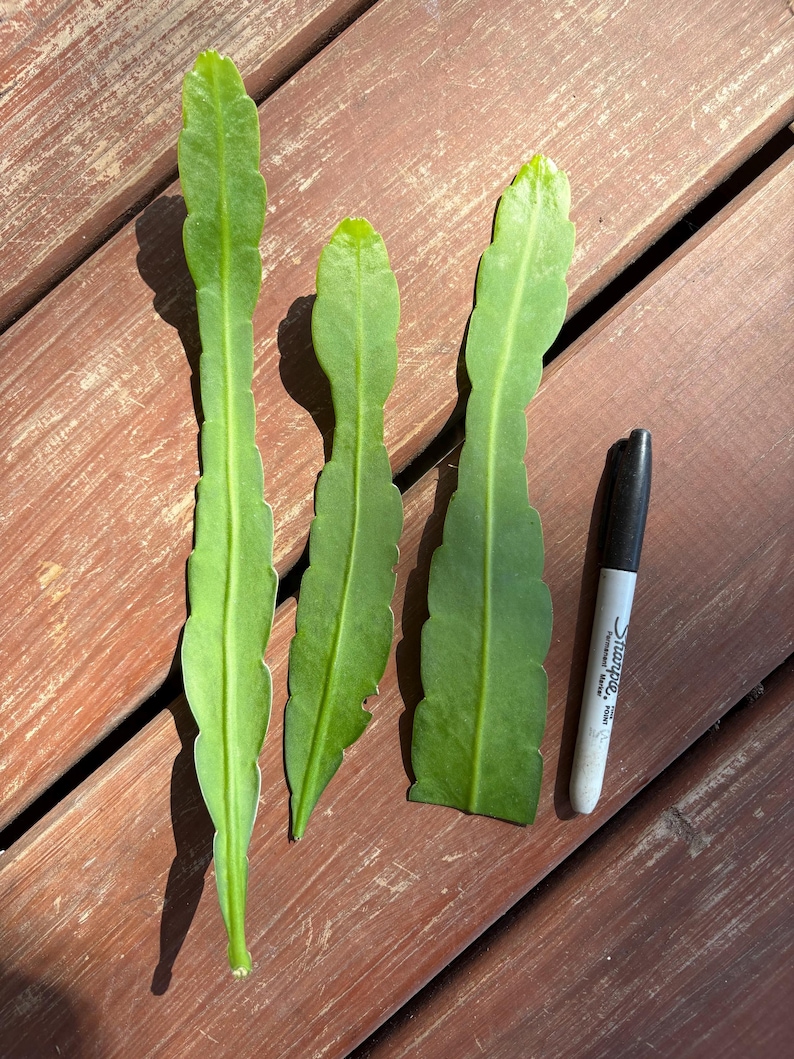 May include: Three green, elongated plant leaves with scalloped edges are displayed next to a black and silver Sharpie marker. The leaves are a vibrant green color and appear to be freshly cut. The background is a wooden surface.