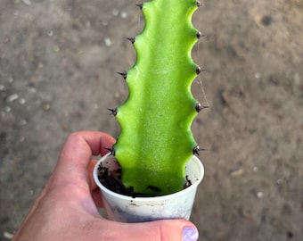 Dragon Bone Cactus Euphorbia lactea Large Tall Cactus Indoor Outdoor Milk Cactus
