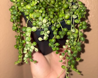 Variegated String of Pearls String of Marbles Curio rowleyanus f. variegatus Senecio rowleyanus Trailing Succulent