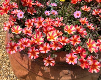 Portulaca Mega Pazzaz Tropical Twist, Moss Rose Purslane, Portulaca grandiflora, Red Coral Yellow Pink Striped