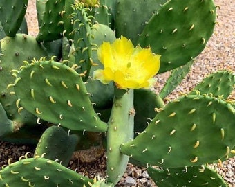 Stachelloser Feigenkaktus, dornenlose Opuntia Ellisiana, gelb blühender Kaktus, selten