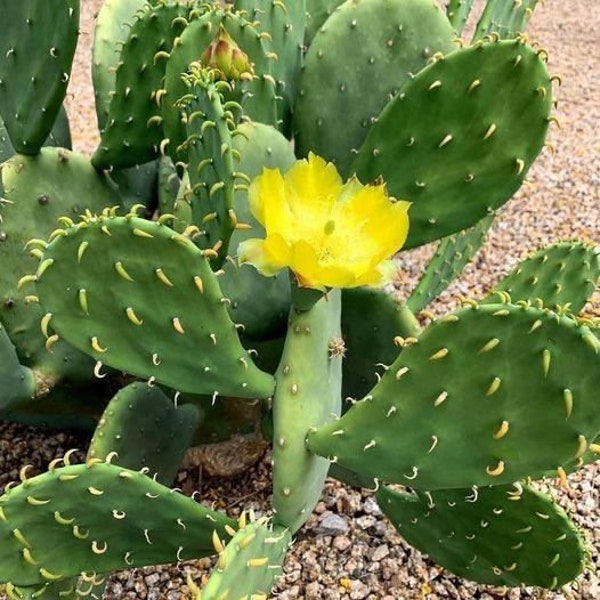 Spineless Prickly Pear Cactus, Thornless Opuntia Ellisiana, Yellow Blooming Cactus, Rare