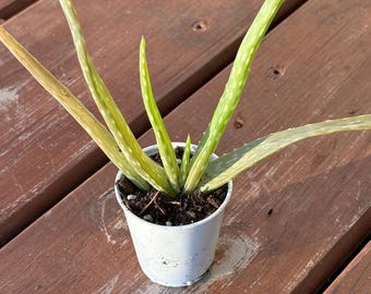 Blooming Aloe Vera Succulent, Full Sun, Medicinal, Herbal, Indoor Outdoor
