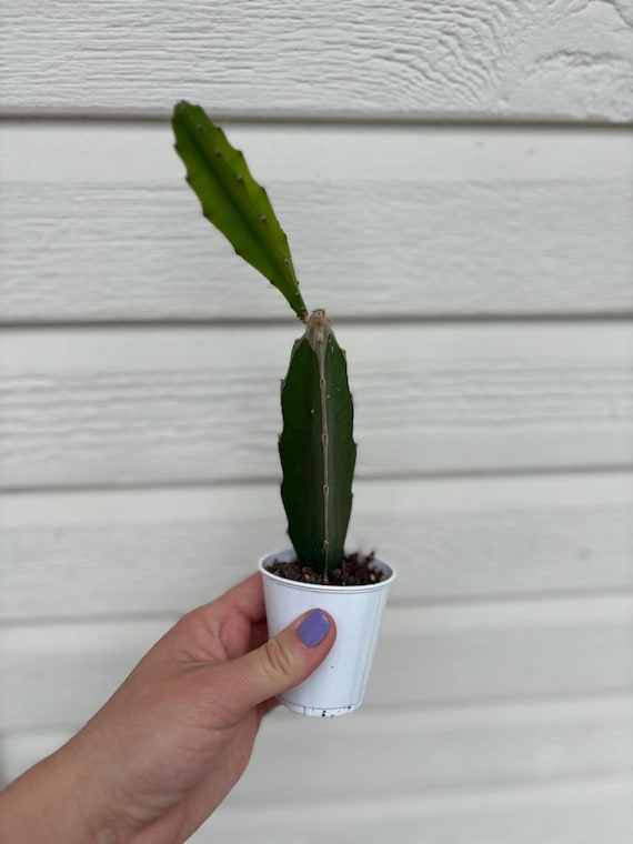 plante dracaena Dorado Dragon Tree - Pleomele
