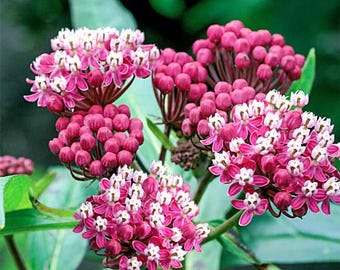 Asclepiade rosa, Asclepiade palustre, Pianta autoctona resistente al freddo, Impollinatrice, Asclepias incarnata