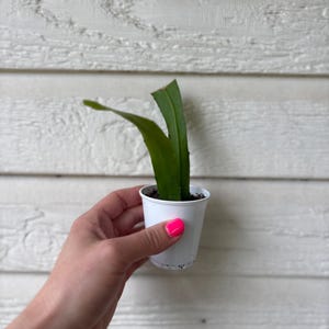 May include: A small, white plastic pot containing a green plant with long, flat leaves. The pot is held by a hand with bright pink nail polish. The background is a white, textured wooden surface.