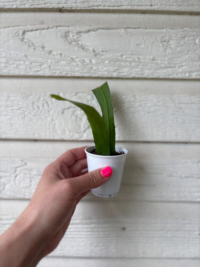 May include: A small, white plastic pot containing a green plant with long, flat leaves. The pot is held by a hand with bright pink nail polish. The background is a white, textured wooden surface.