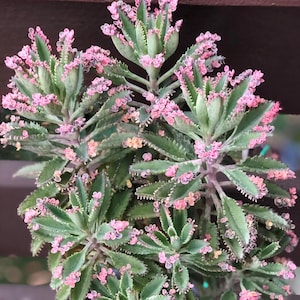 Kalanchoe ‘Pink Butterflies’, Succulent Mother of Thousands