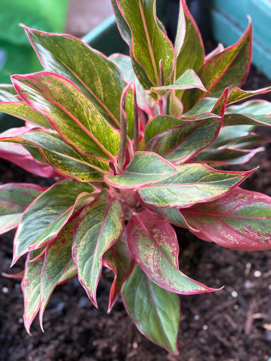 Aglaonema 'siam Aurora' Chinese Evergreen Red Pink Houseplant