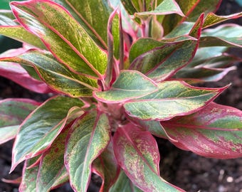 Aglaonema 'Siam Aurora' Chinese Evergreen Red Pink Houseplant Tropical Colorful Flower