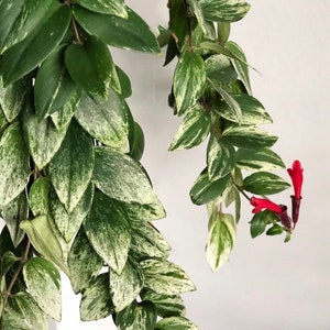 Mini Variegated Lipstick Plant Aeschynanthus Radicans, Rare Blooming Succulent